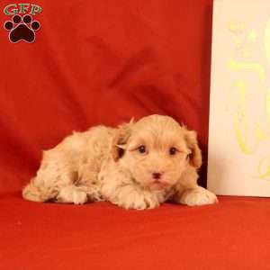 Foxy, Morkie-Poo Puppy